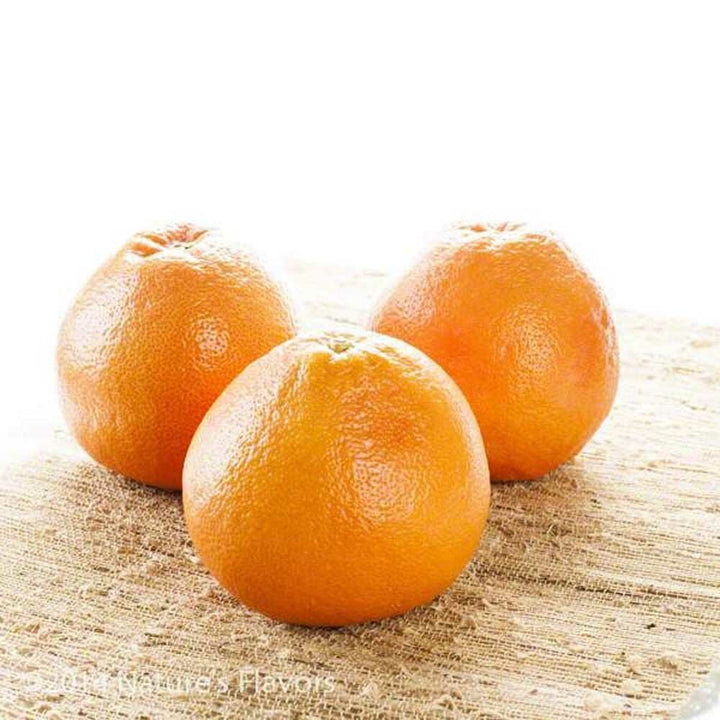 Sante Grapefruit (California, 10X Fold) Essential Oil
