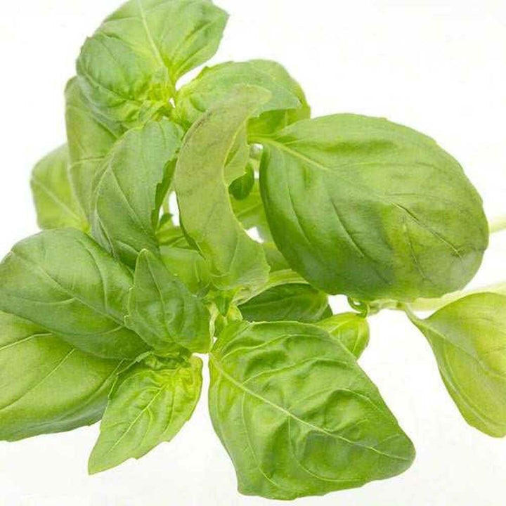 Basil Leaves, Ground