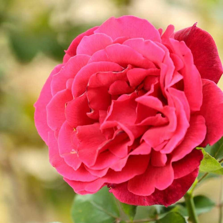 Bulgarian Rose Fragrance Oil (Alcohol Soluble), Organic