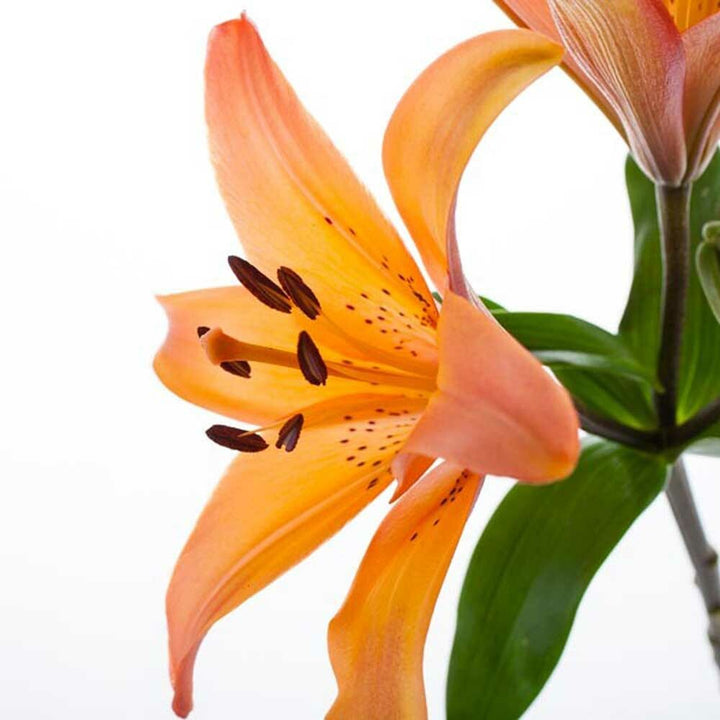 Aromatic Massage Oil