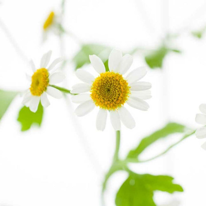 Relaxation Stress Massage Oil