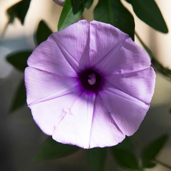 Organic Morning Glory Fragrance Emulsion with Floral Notes (Water Soluble)