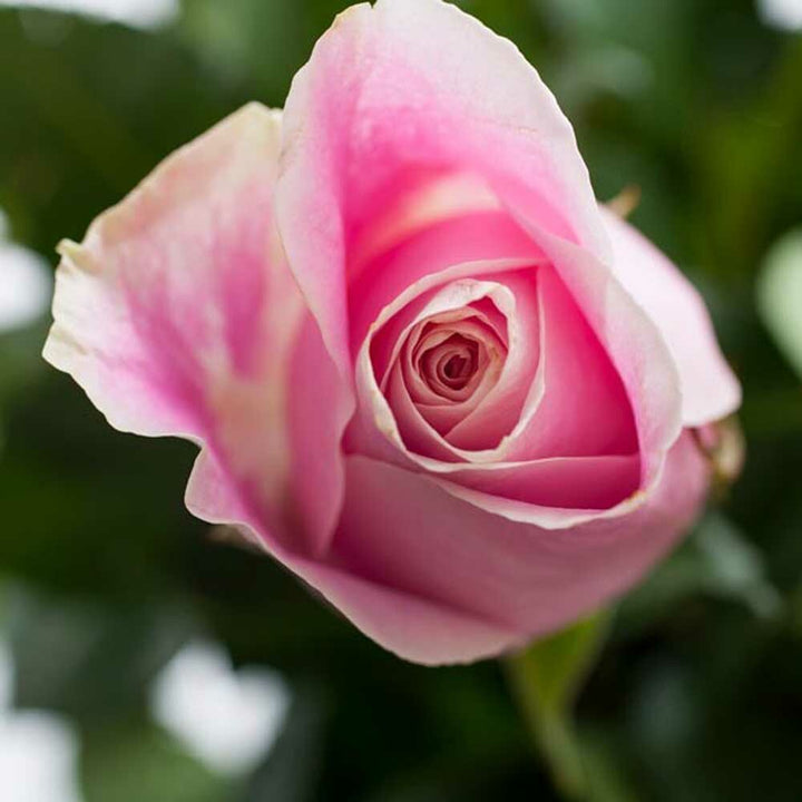 Organic Tea Rose Fragrance Emulsion with Floral Notes (Water Soluble)