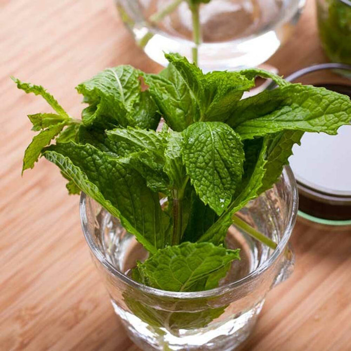 Peppermint (Terpeneless) Essential Oil, Natural