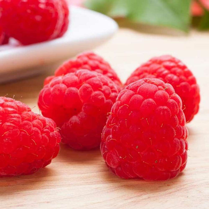 Organic Raspberry Flavor Oil for Lip Balm (EU/COSMOS Compliant)