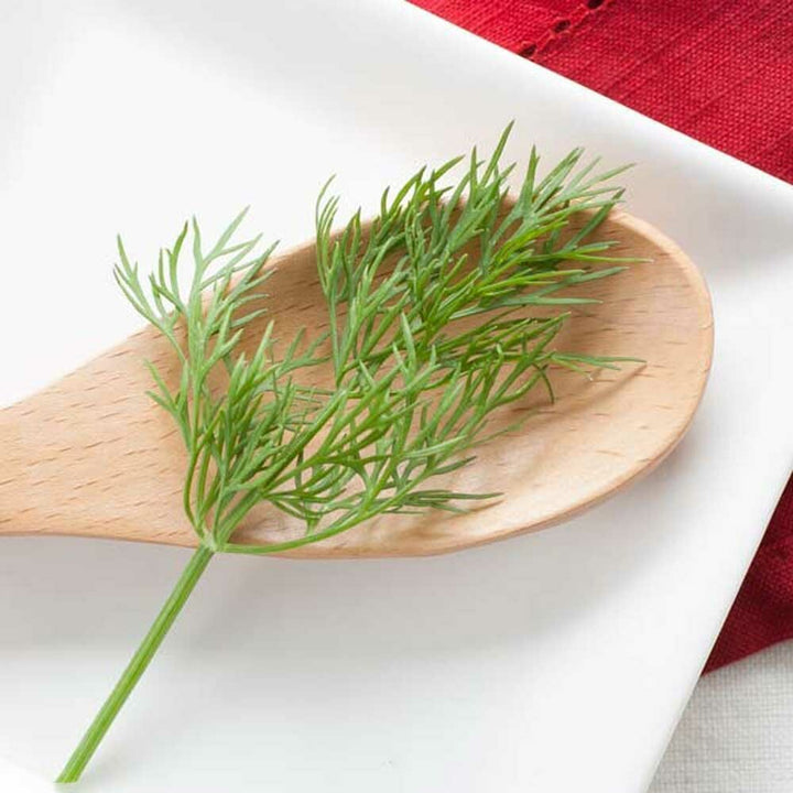 Dillweed Essential Oil, Natural