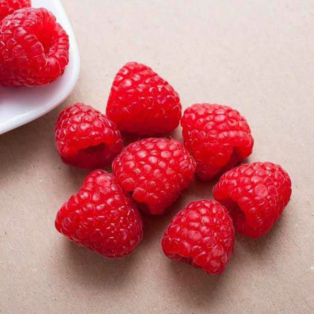Avendra Raspberry Puree Organic Red Raspberry Puree - Bulk – Nature's Flavors