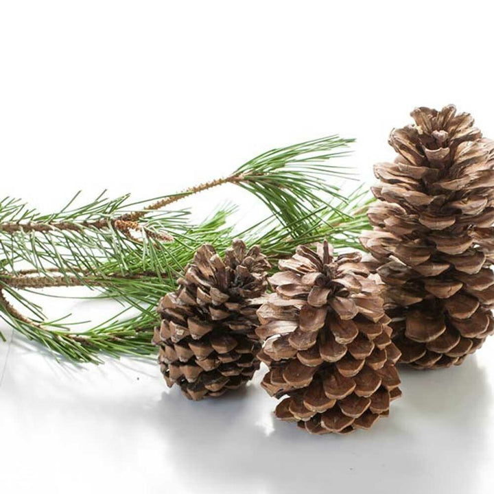 Organic Pine Fragrance Emulsion with Floral Notes (Water Soluble)