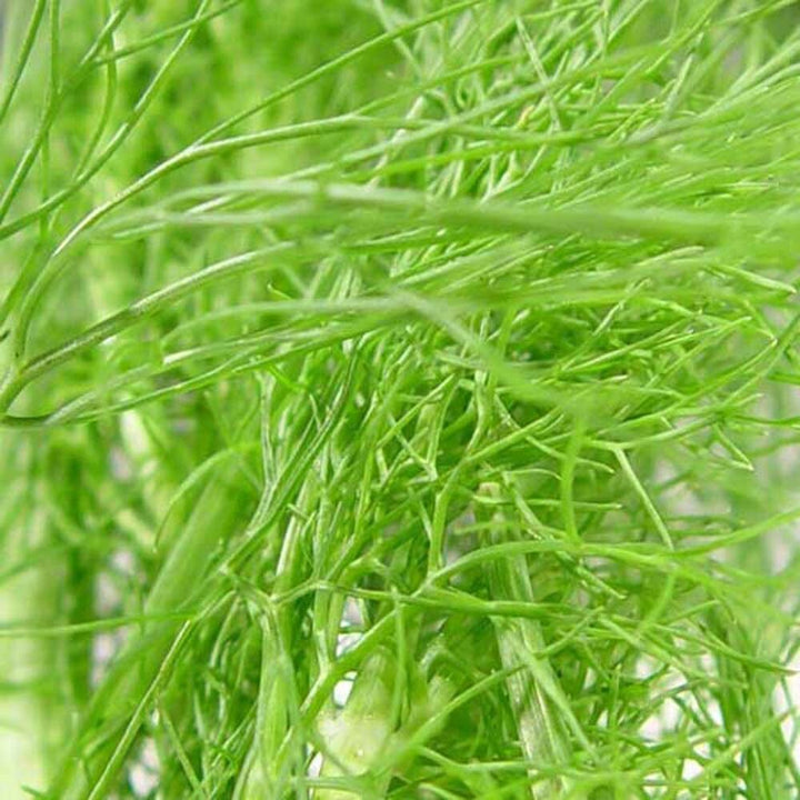 Fennel Sugar Free Flavor Powder