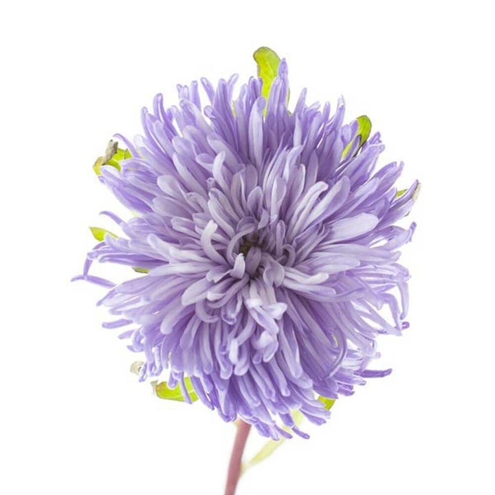 Tranquility Stress Massage Oil