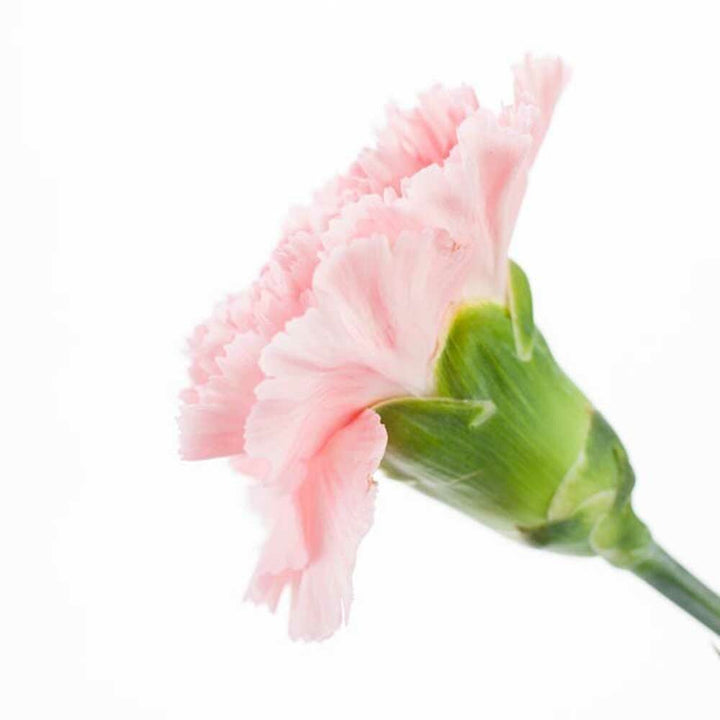 Carnation Fragrance Oil (Alcohol Soluble), Organic