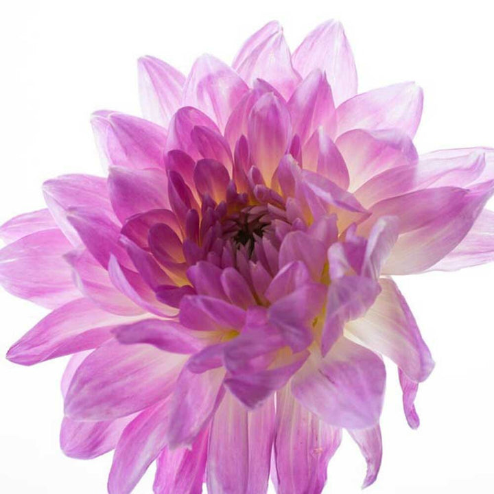 Sport Muscle Massage Oil