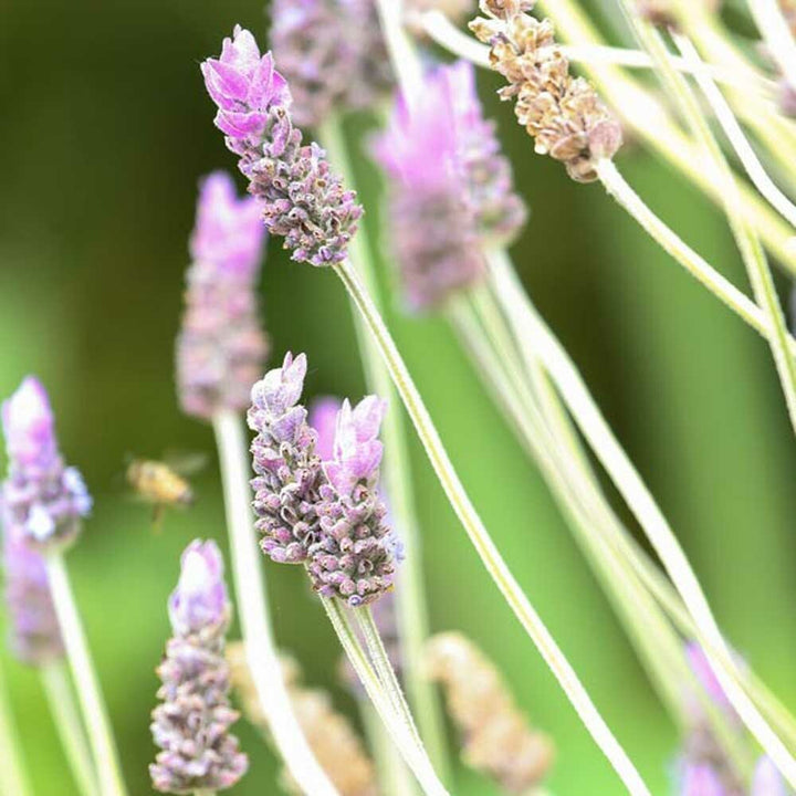 Lavender Dreams Massage Oil