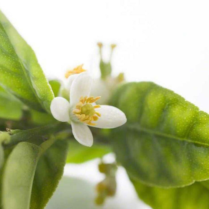 Sante Gurjun Balsam Essential Oil