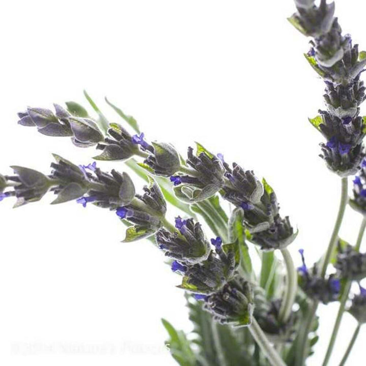 Sante Lavandin Abrialis Essential Oil