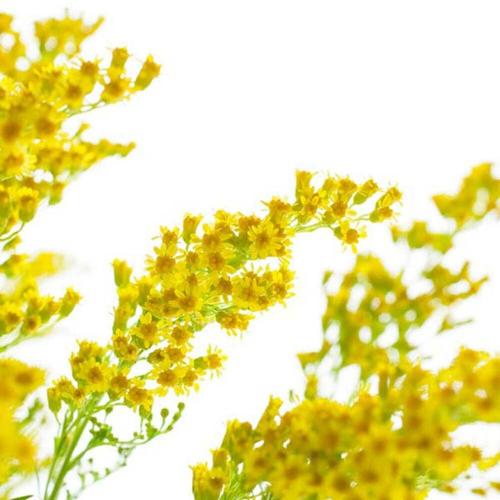 Coastal Flowers Fragrance Oil (Alcohol Soluble), Organic