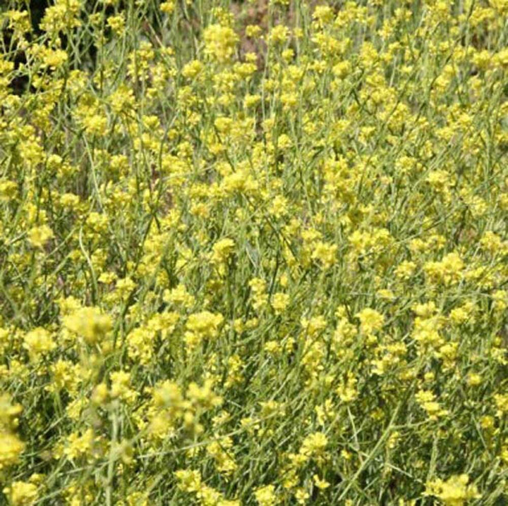Mustard Flavor Powder, Natural