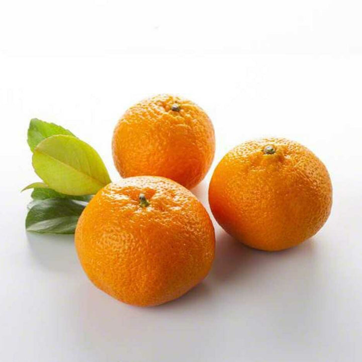 Sante Mandarin Orange Essential Oil