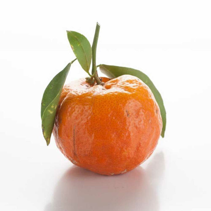 Tangerine Cotton Candy (Ready to Eat)