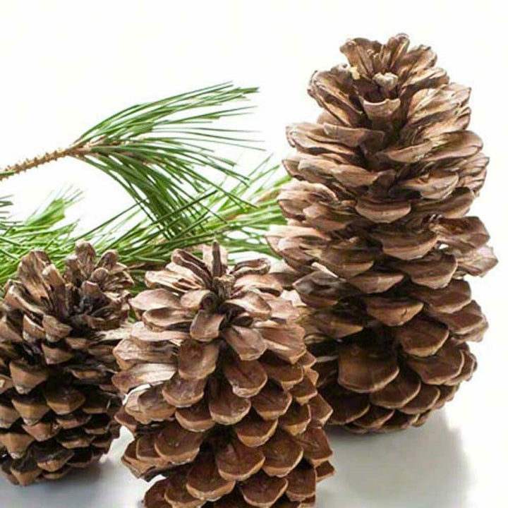 Pine Flavor Extract, Organic