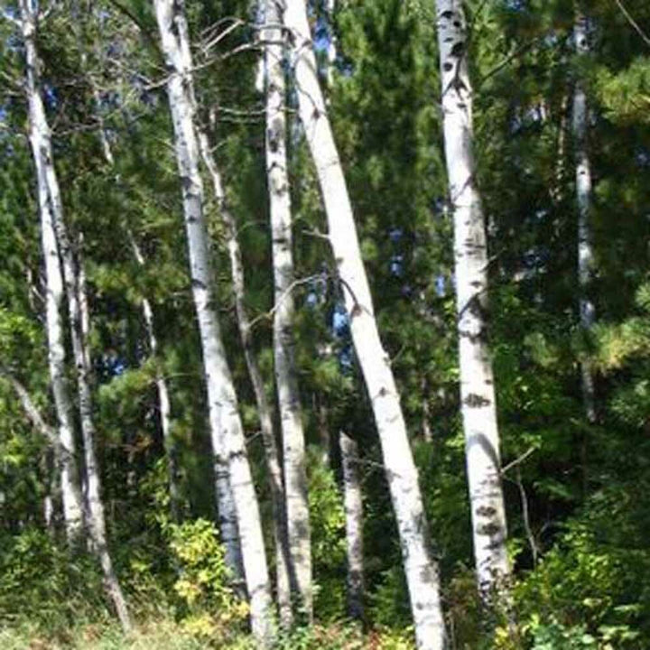 Birch Essential Oil, Natural