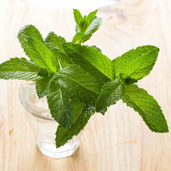 Peppermint Essential Oil (Prime Idaho), Natural