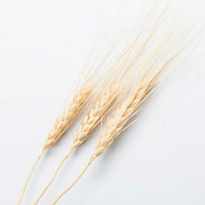 Malt Flavor Oil for Lip Balm