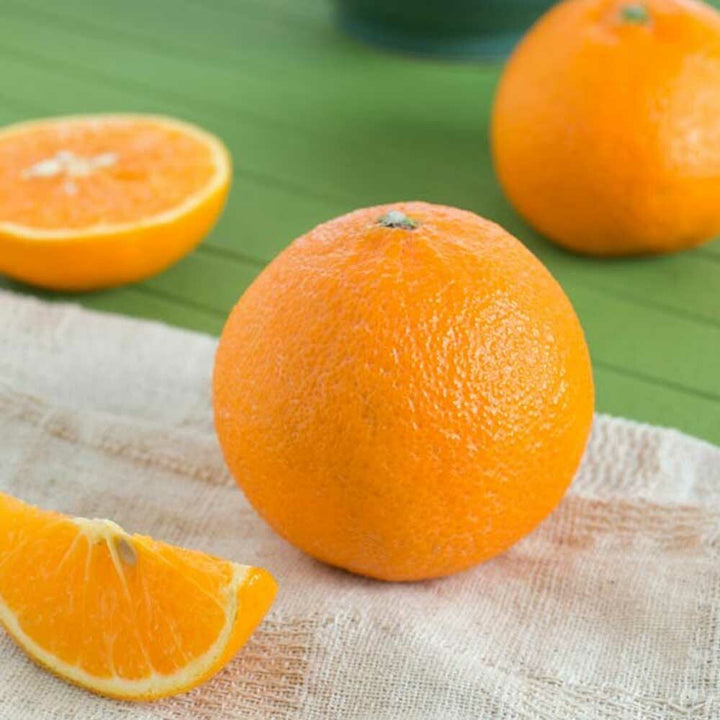 Tangerine Dream Massage Oil