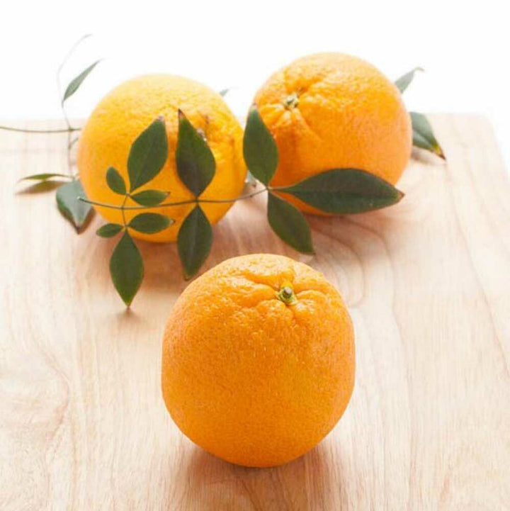 Orange Coffee Syrup Powder, Sugar-Free