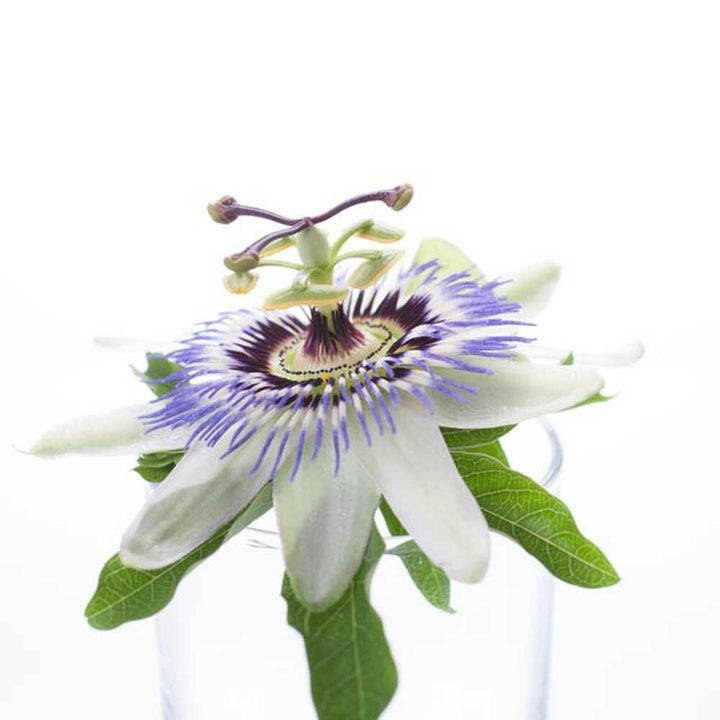 Organic Passion Flowers Fragrance Emulsion with Floral Notes (Water Soluble)