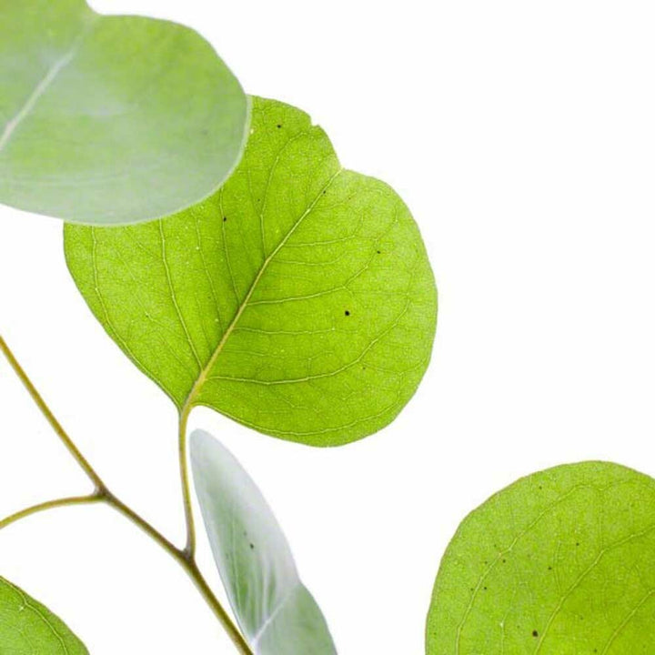 Eucalyptus Cotton Candy (Ready to Eat)