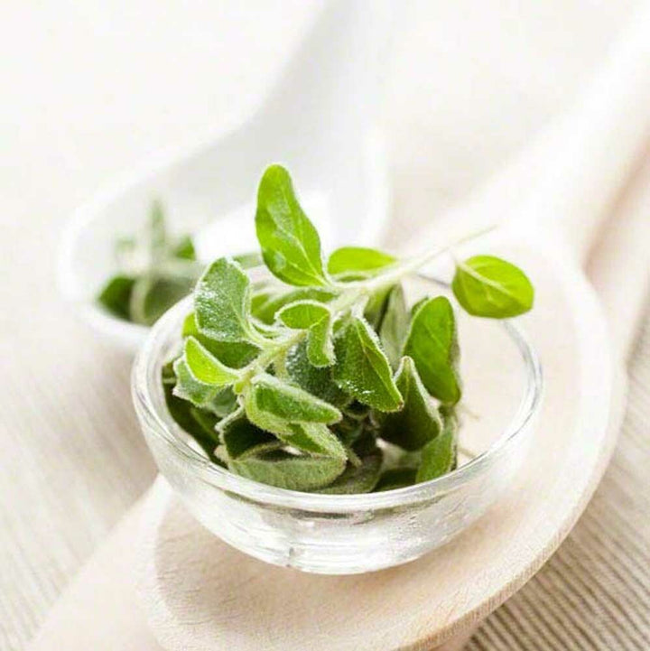 Oregano Sugar Free Flavor Powder