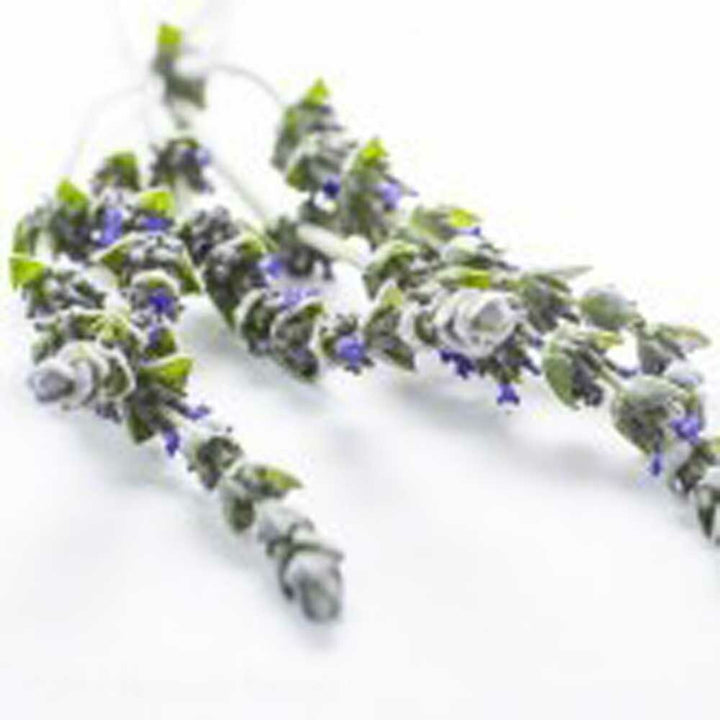 English Lavender Fragrance Oil, Organic