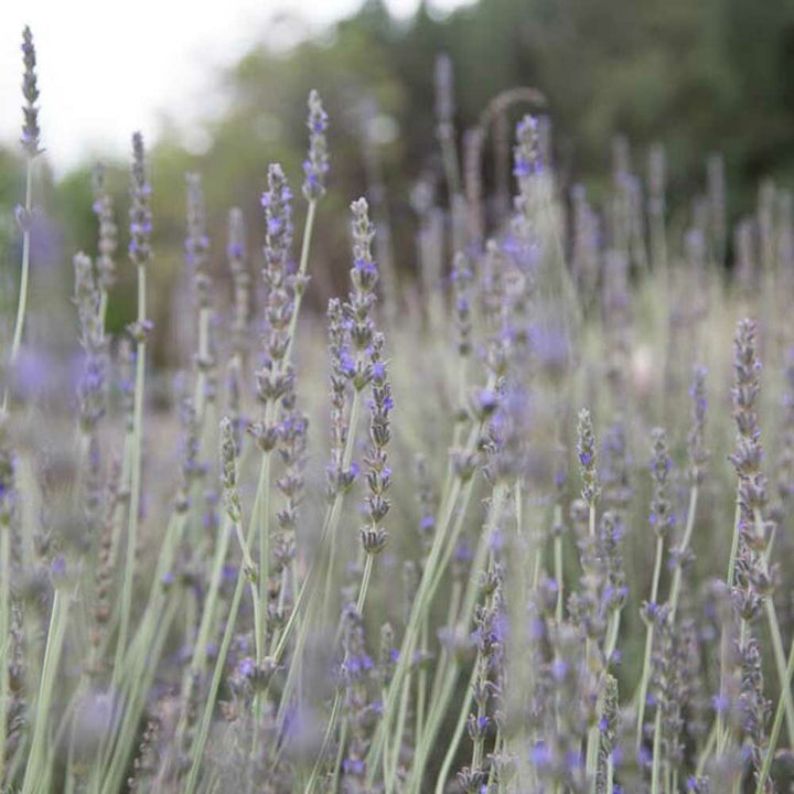 Lavandin Abrialis Essential Oil, Natural