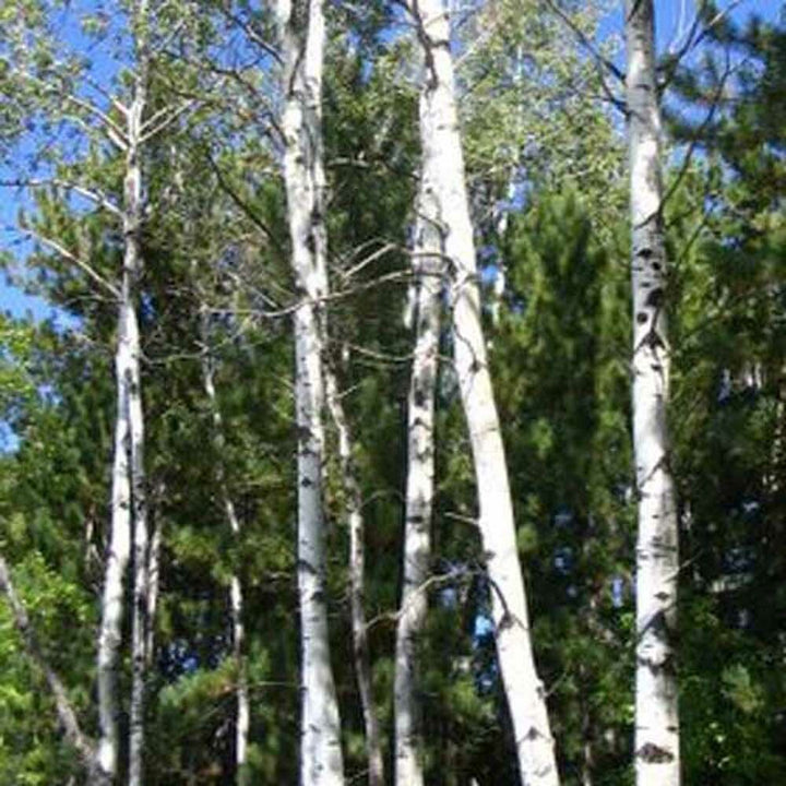 Birch Sweet Essential Oil, Natural