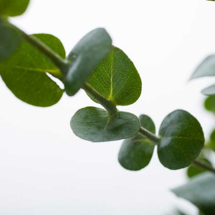 Eucalyptus Essential Oil, Organic