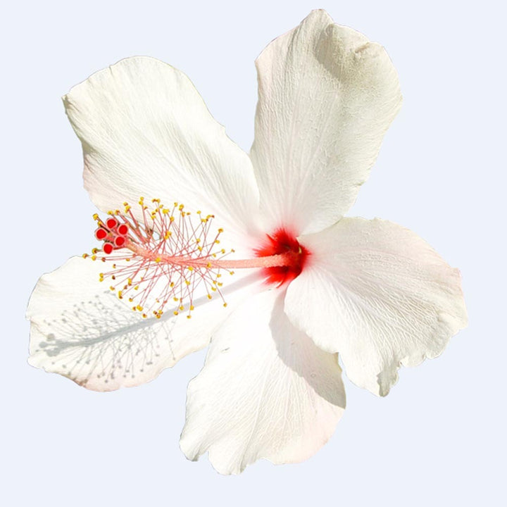 Organic Hibiscus Flavor Cotton Candy Base