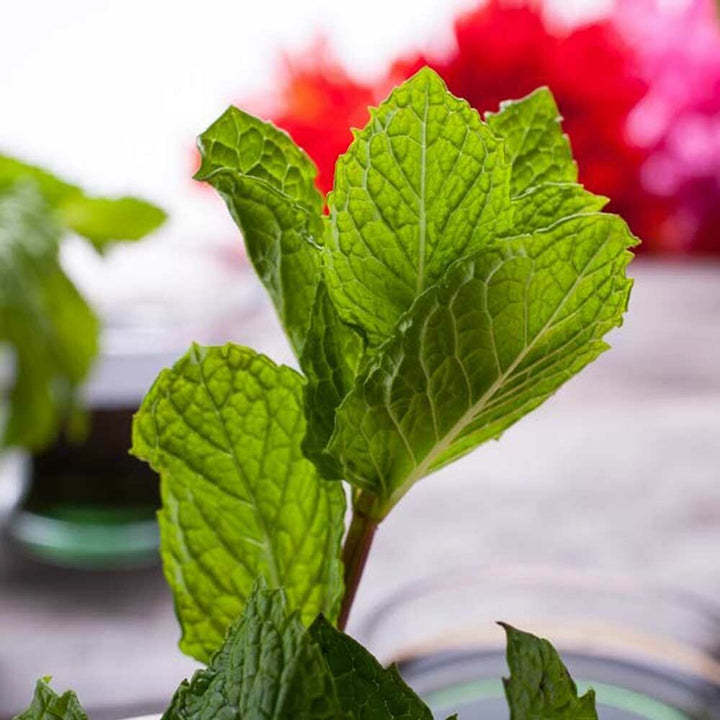 Peppermint (Prime Yakima) Essential Oil, Natural