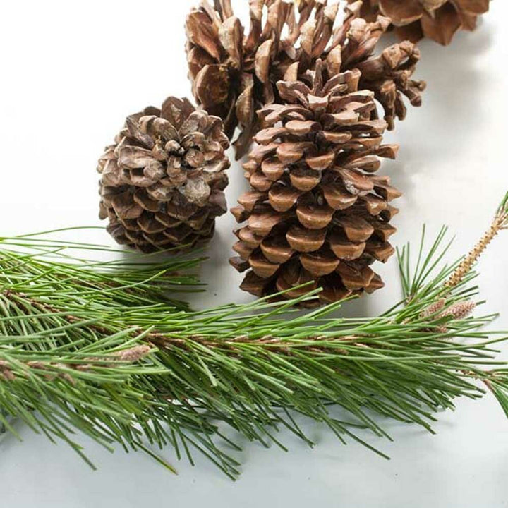 Pine Essential Oil (Terpeneless), Natural