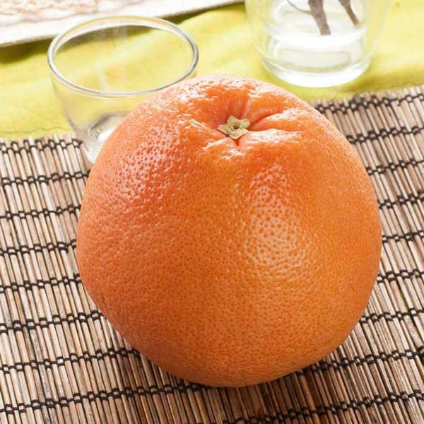 Grapefruit (Florida 5X Fold) Essential Oil, Natural – Nature's Flavors