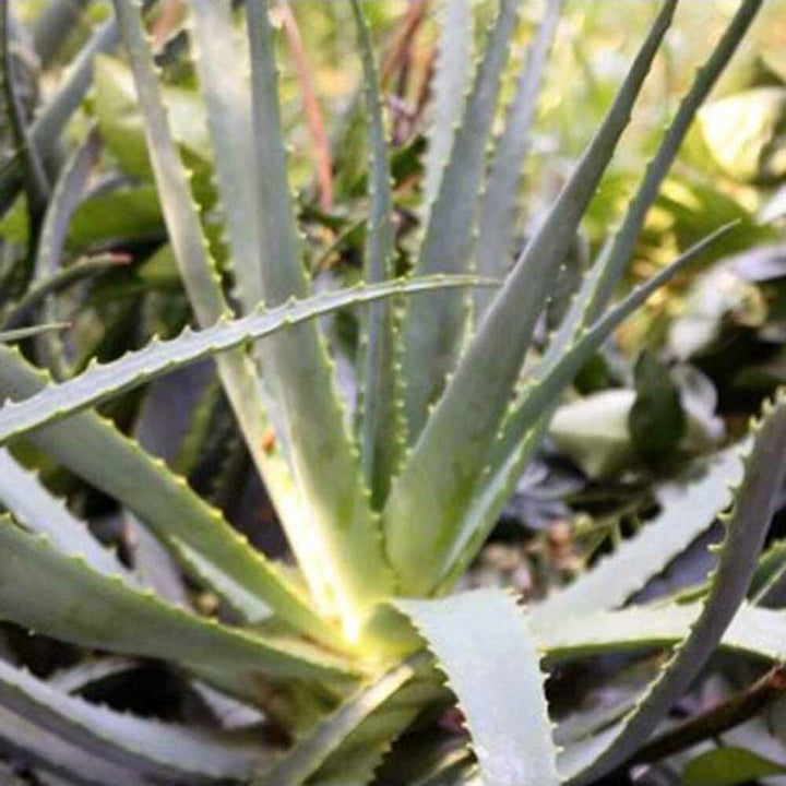 Drum Dried Aloe Vera Powder (Whole Leaf)