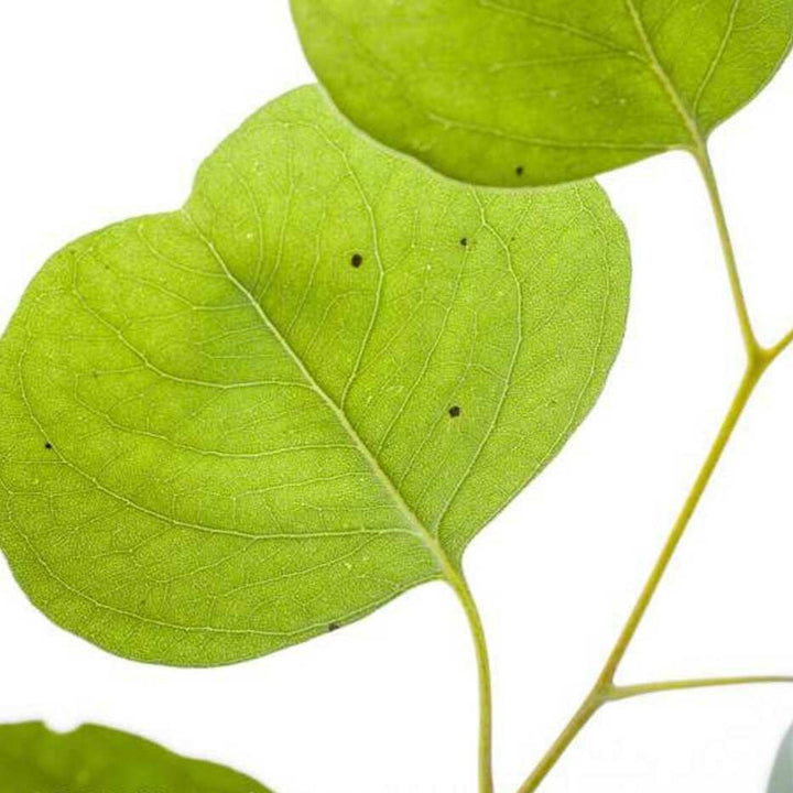 Sante Eucalyptus Essential Oil