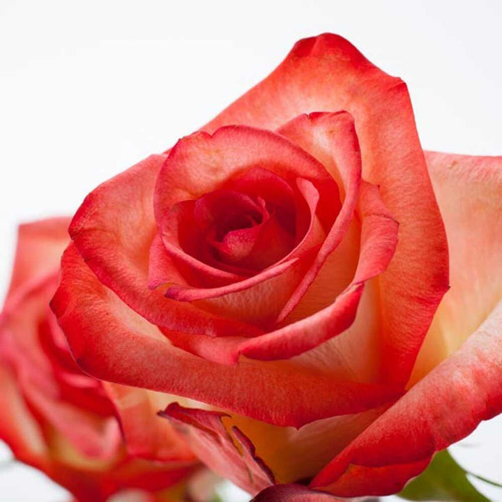 Magic Romance Massage Oil