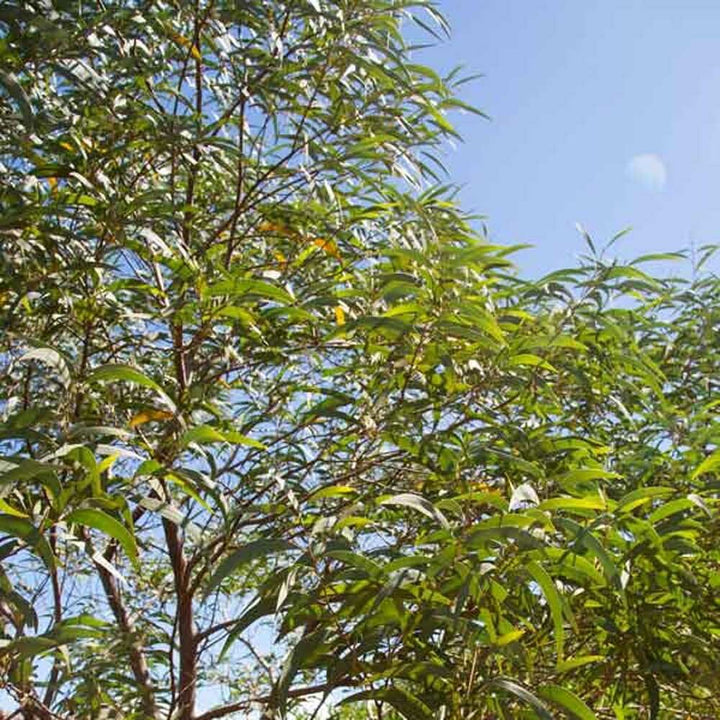 Organic Forest Morning Fragrance Emulsion (Water Soluble)