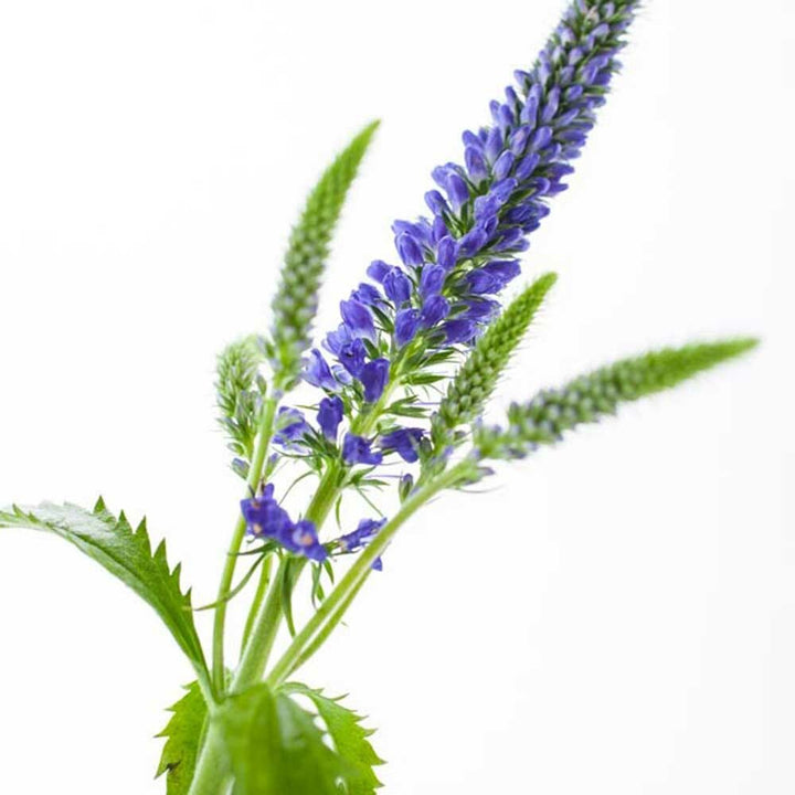 PMS/Menopause Massage Oil