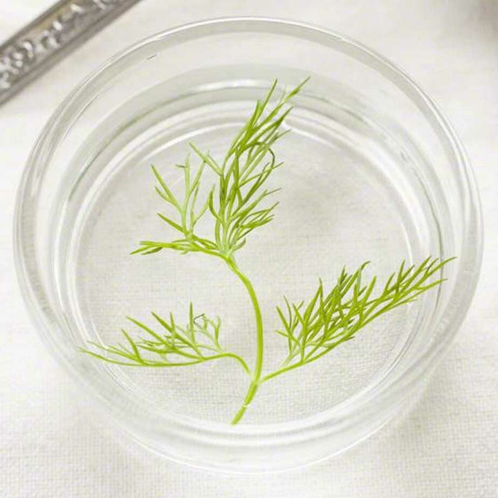 Sante Dillweed Essential Oil