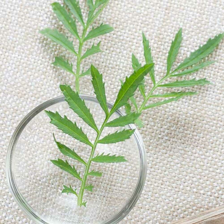 Davana Essential Oil, Natural