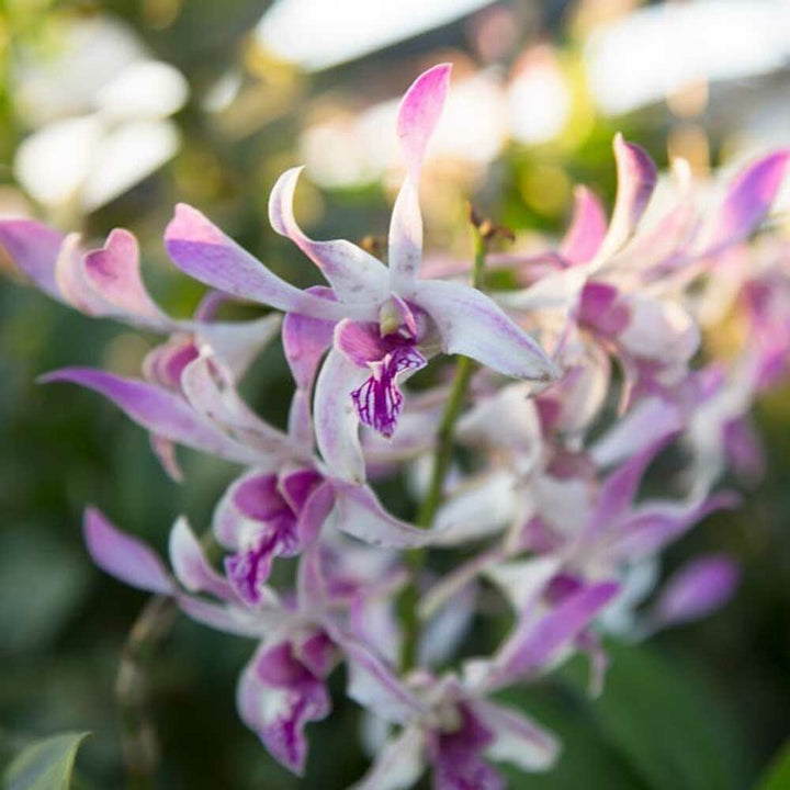 Organic Polynesian Orchid Fragrance Emulsion with Floral Notes (Water Soluble)