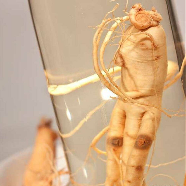 Korean Ginseng Root Extract.