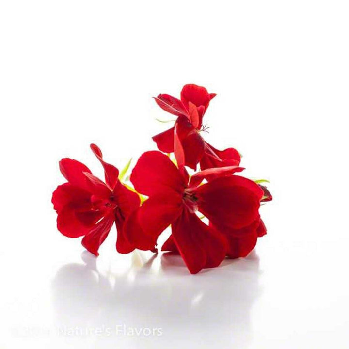 Sante Geranium Essential Oil